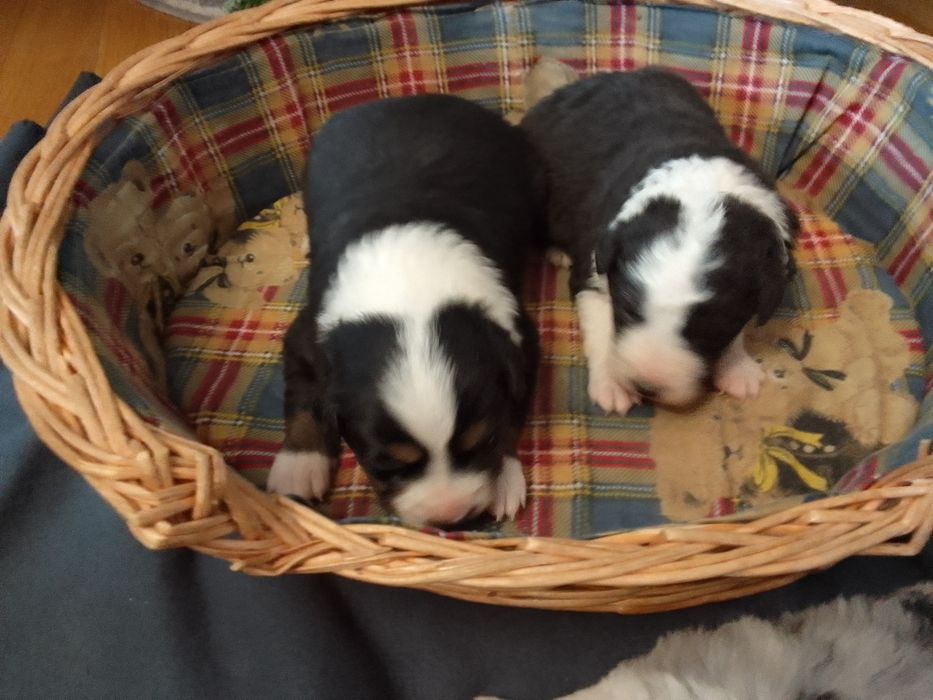 Border collie szczenię