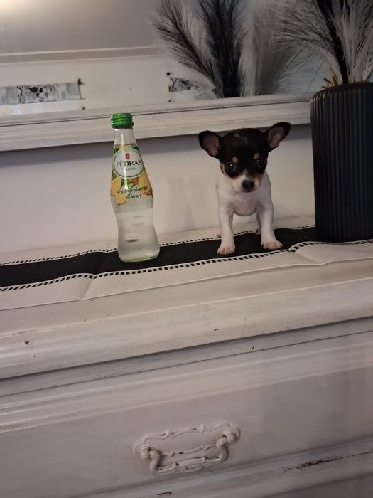 Pinscher miniatura tricolor - fêmea