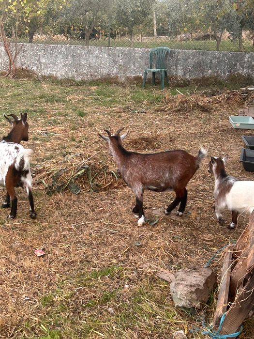 Cabras - Poiares