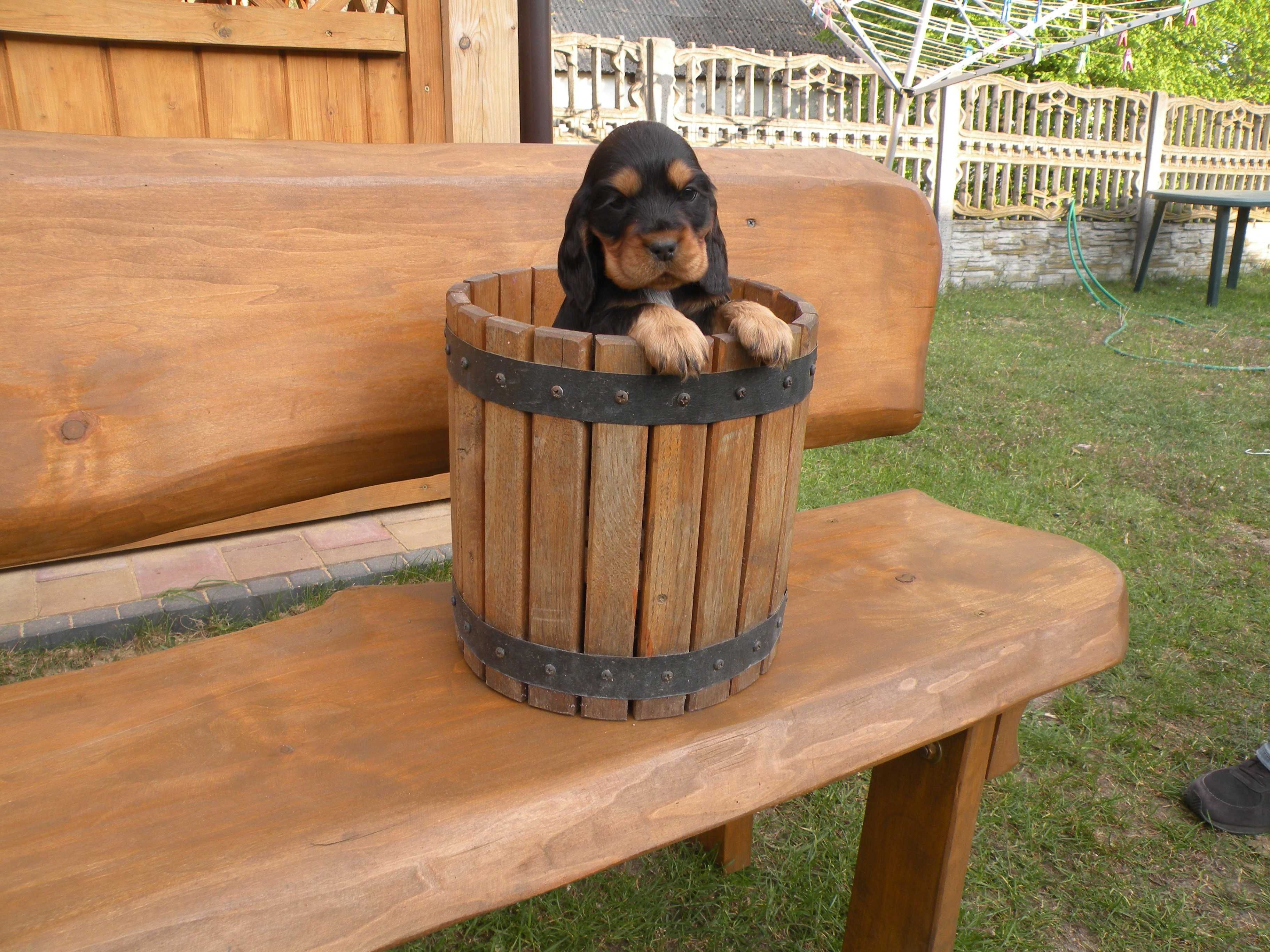 cocker spaniel angielski