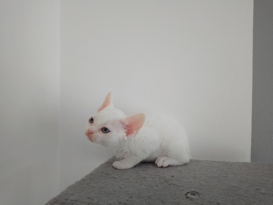 Biała kotka Devon Rex "Bella"