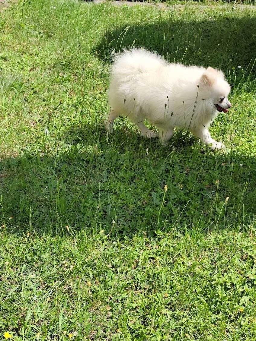 Szpic Miniaturowy Pomeranian