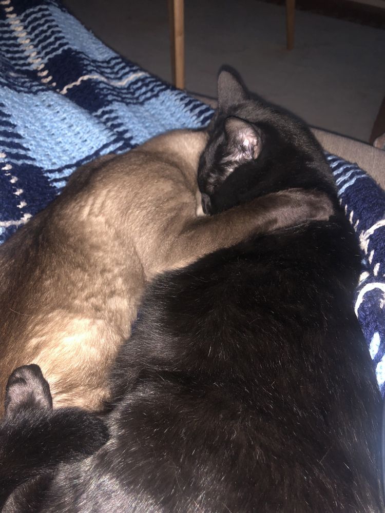 Gato para adopção