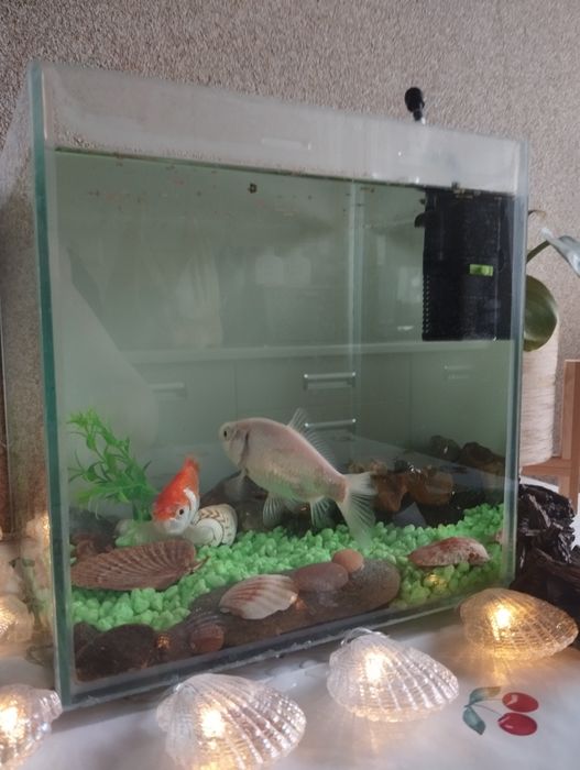 Oddam dwa karasie ozrobne