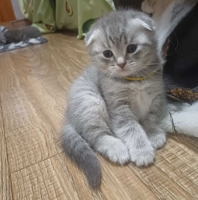 Шотландські котенята