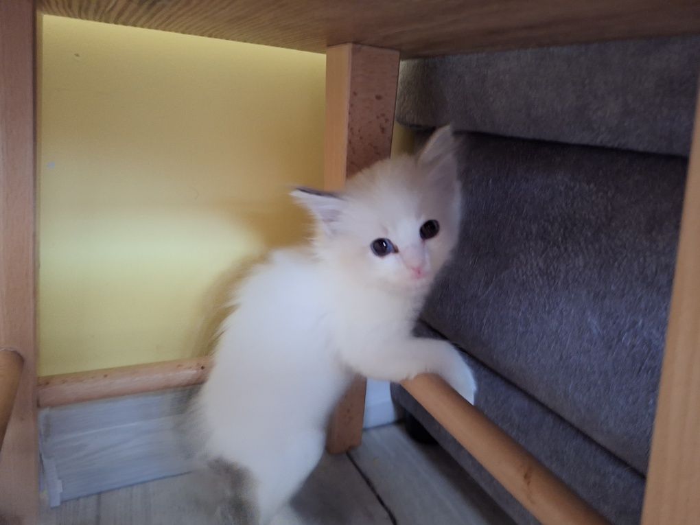Ragdoll -dziewczynka blue bicolor gotowa do zmiany domkulynx