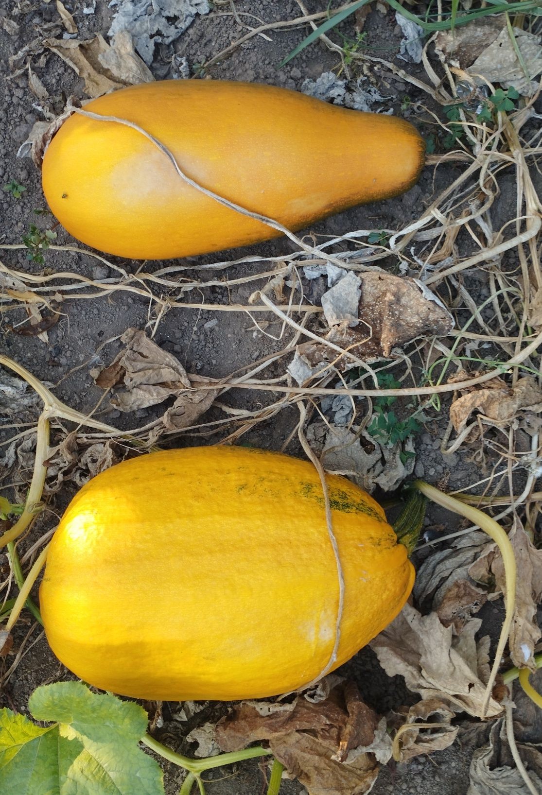 Abóbora  diferentes tipos