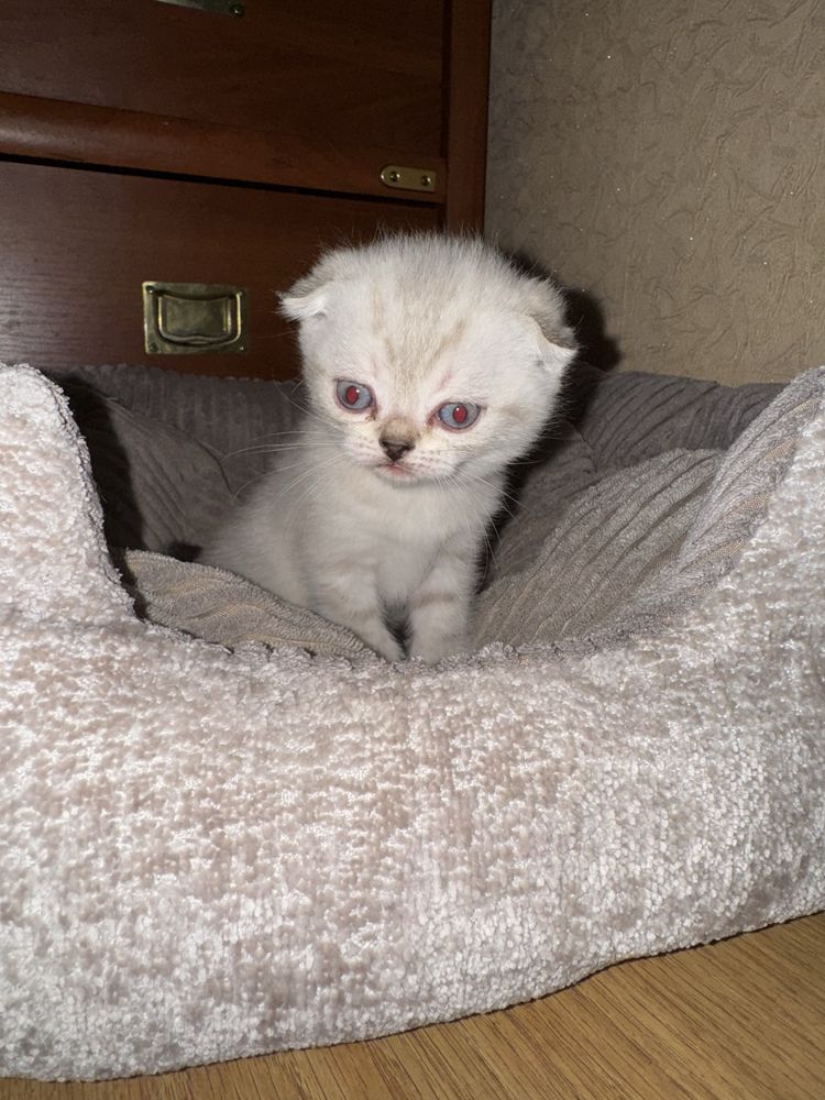 кошенята scottish fold