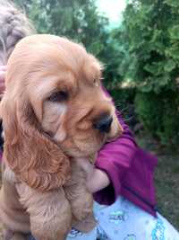 Cocker spaniel wesoły piesek