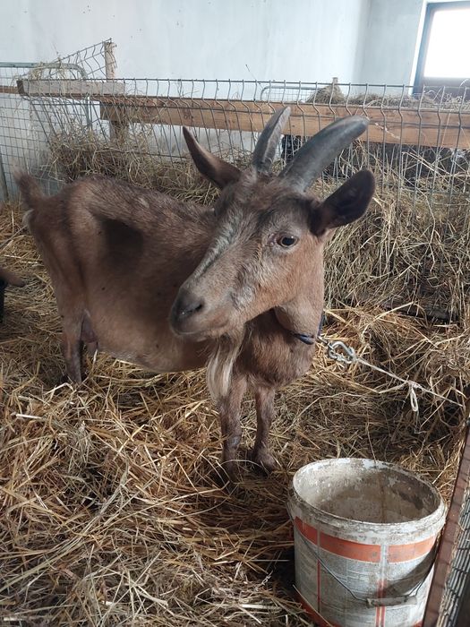 Sprzedam   zakocone kozy