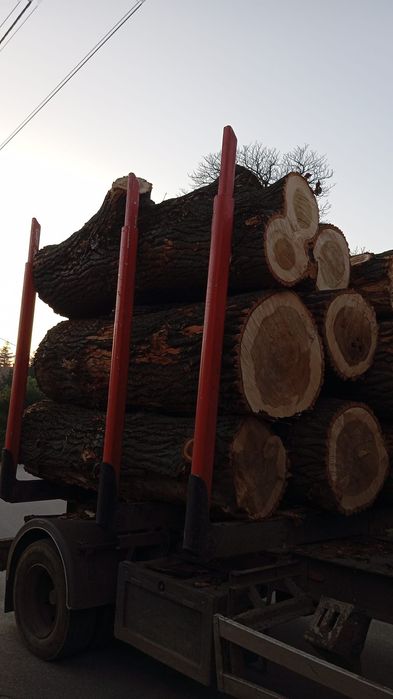 Topola kłoda 2,6 mb