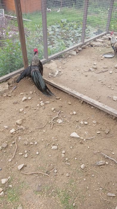 Sprzedam parę Feniksów miniaturowych