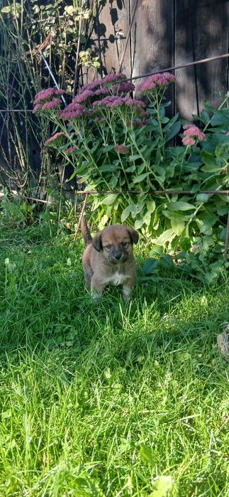 Pieski oddam za darmo