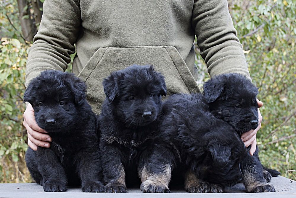 Длинношерстные щенки черно подпалого окраса.