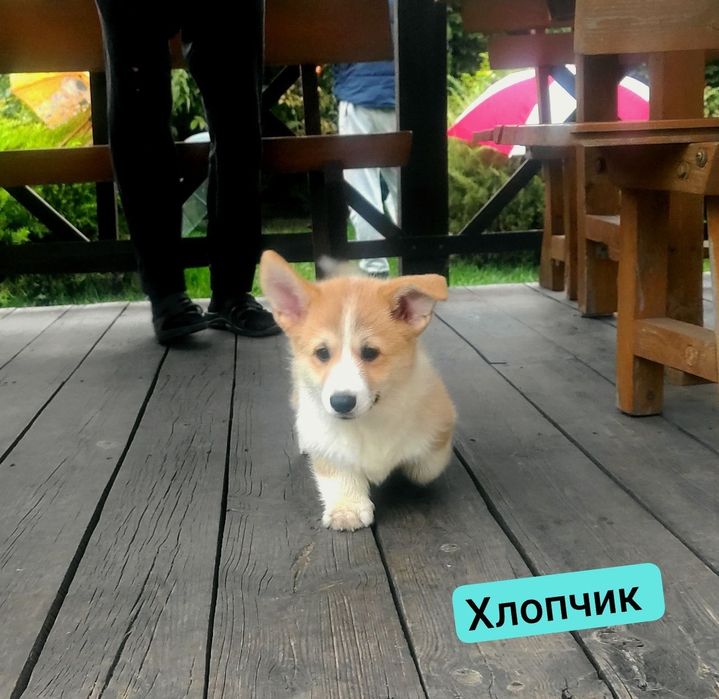 Маленькі коргі з великими серцями