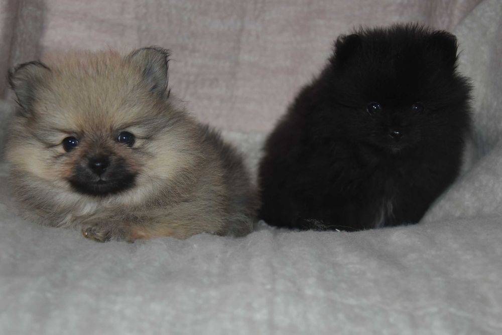szpic miniaturowy pomeranian