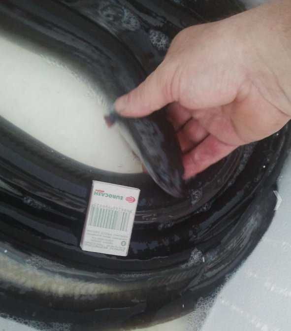 od 15 do 17cm 4szt 100zł i inne węgorz  amur sum