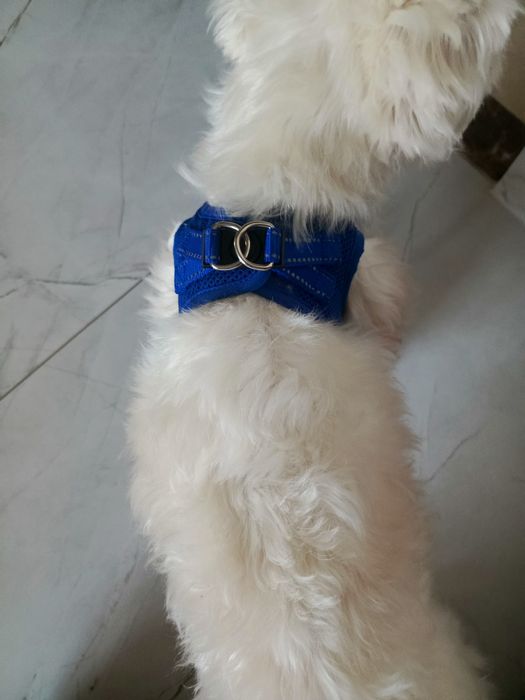 Szelki dla psów ras małych