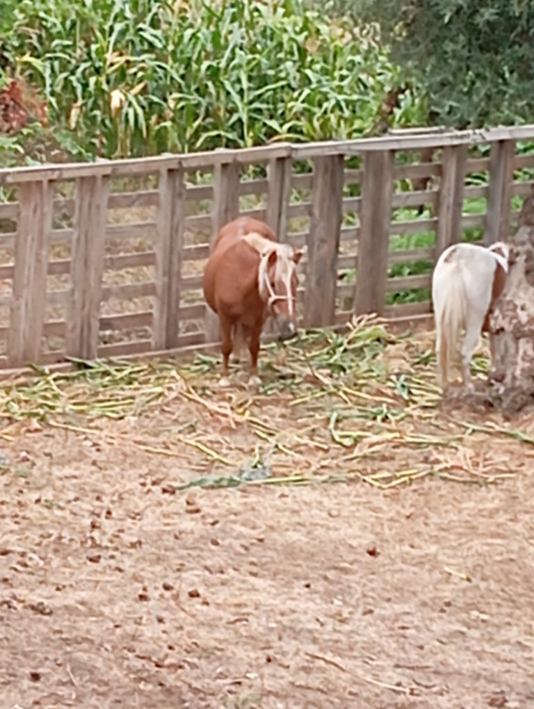 Vendo duas pôneis fameas