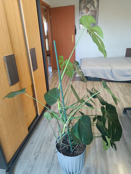 Monstera z doniczką
