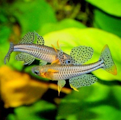 Pseudomugil Gertrudae (Butterfly rainbow)