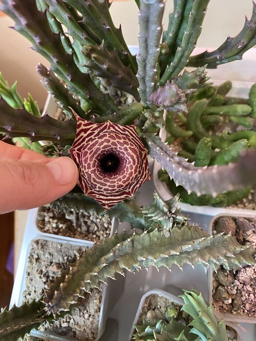 Гуэрния, ластовневые. Гуернія Ольга. Орбея, стапелія