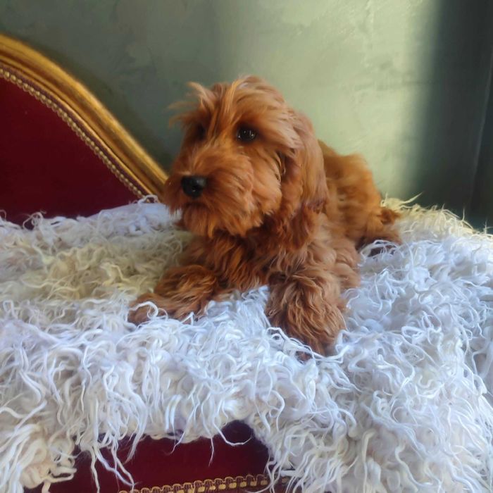 Cockapoo > Cocker Spaniel & pudel > dostępny ostatni  piesek  .