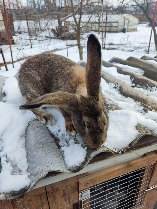 Продам кроличок вік 7 місяці