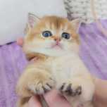 Шотландське кошеня