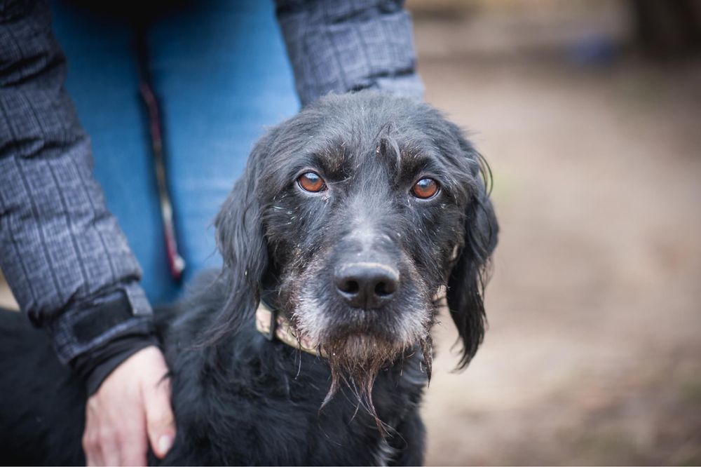 Bleki adopcja około 2 lat