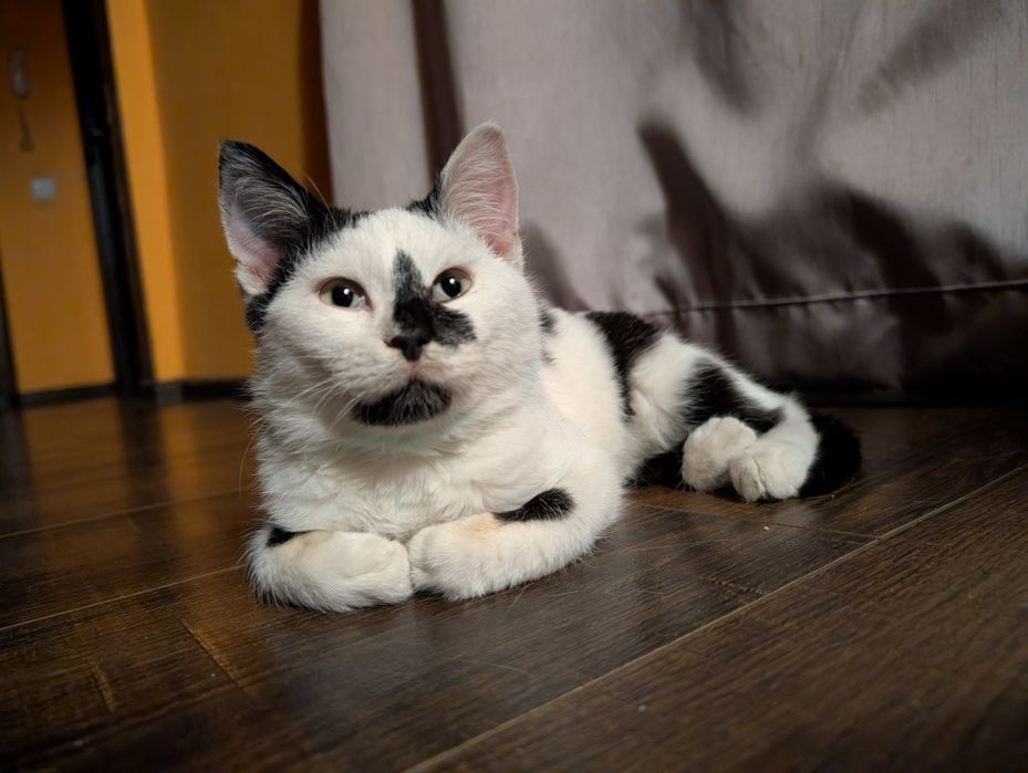 Милый котик ищет семью