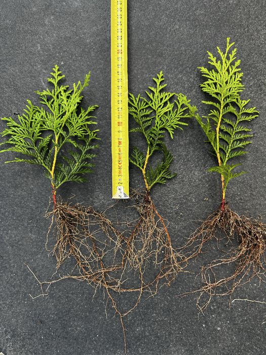 Tuja Szmaragd, Brabant sadzonki, PASZPORTY!