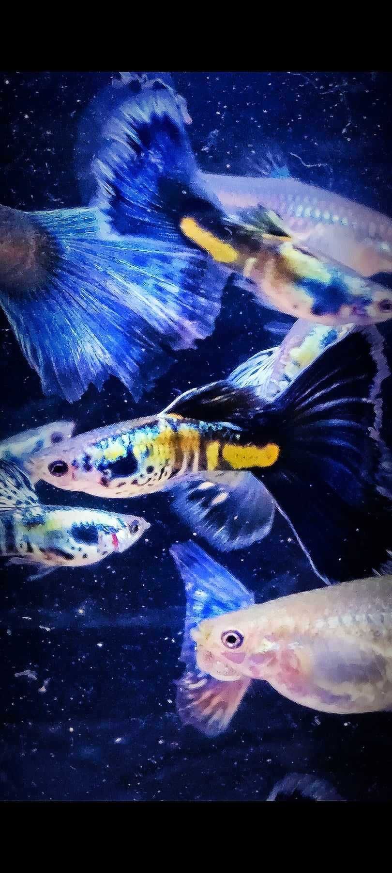 Gupik gupiki Galaxy blue tail