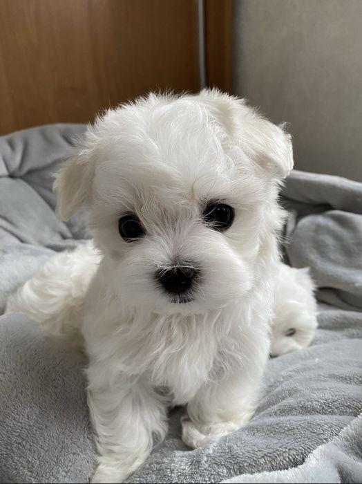 Продам мальтийську болонка міні