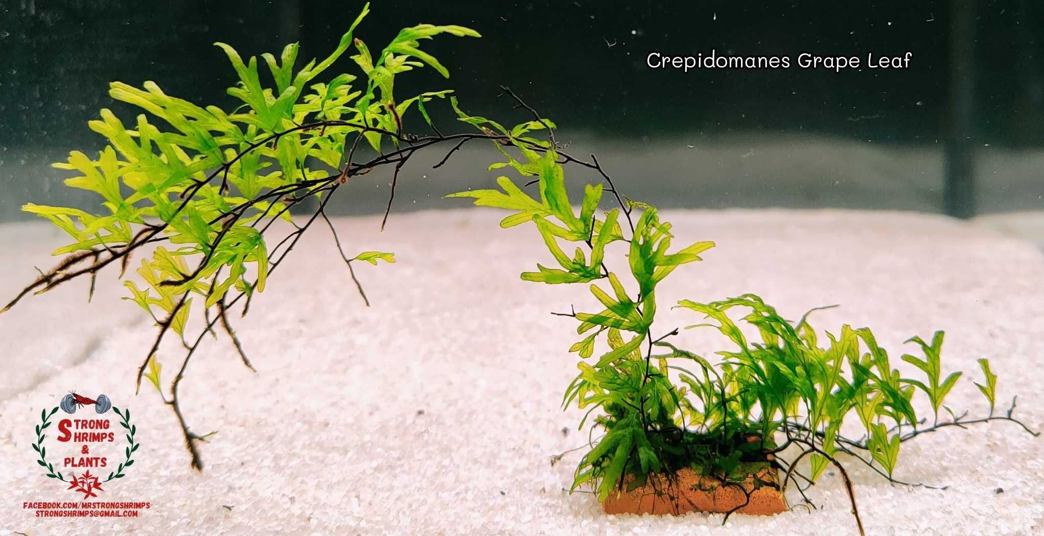 Crepidomanes Grape Leaf Rarytas