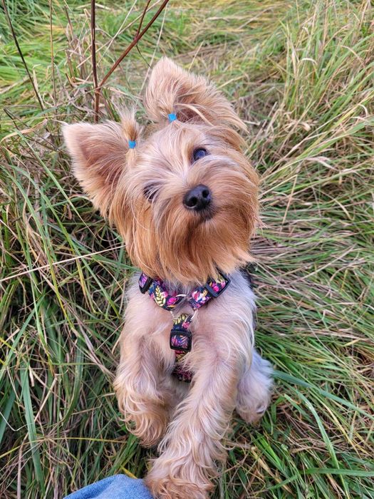 Yorkshire terrier MINI