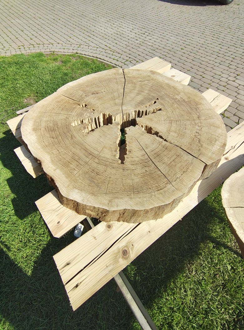 Plaster krążki drewna dąb modrzew jodła