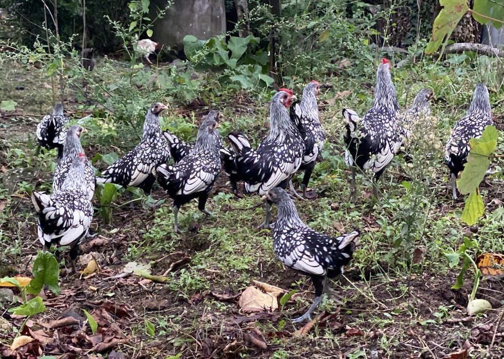 Garnisés de  raça Sebright Prata