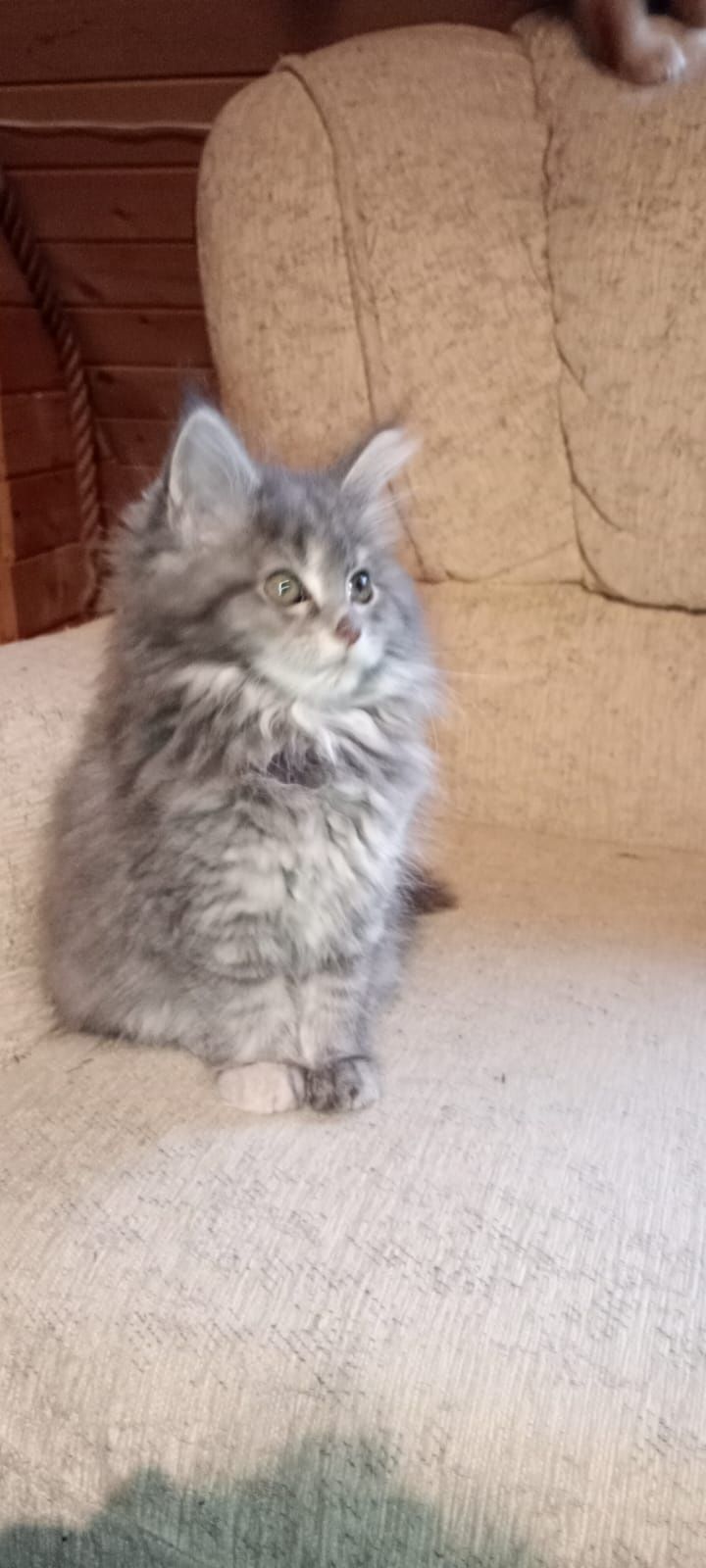 Ostatnia kotka niebieska Maine coon