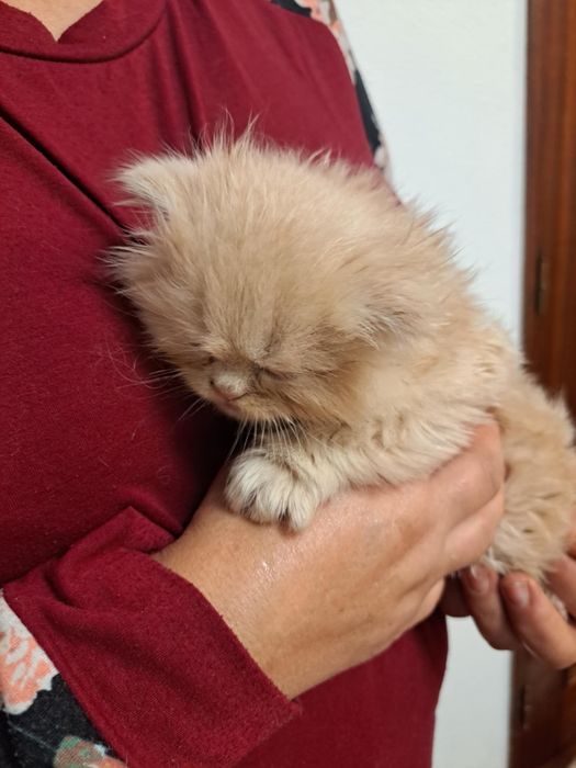 Gatinho persa lindo amarlinho