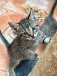 Gatos filhotes para doar