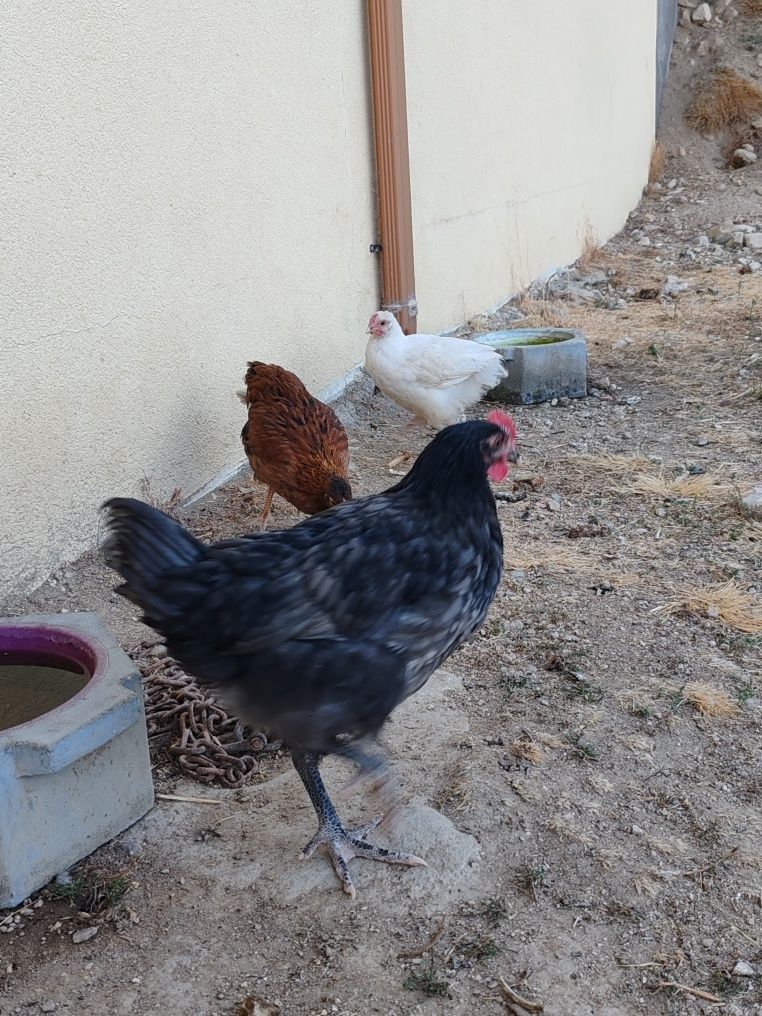 Galos caseiros variados