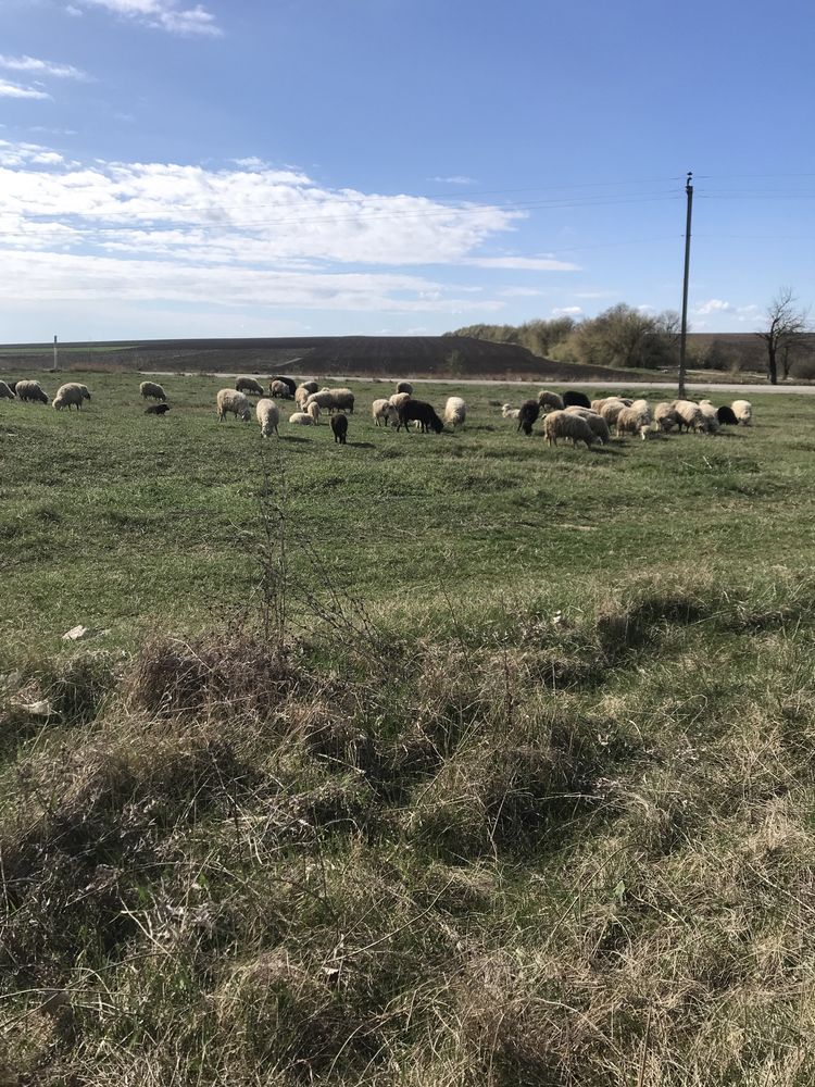 Вівці ягнята барани
