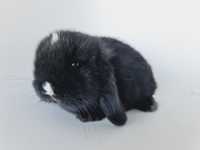 Mini lop, królik króliczek baranek, miniaturka hodowla badania