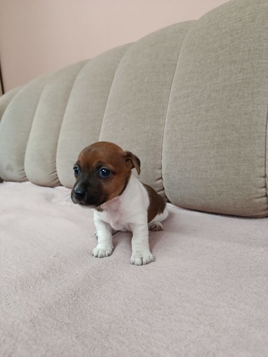 Śliczna suczka Jack Russell Terrier