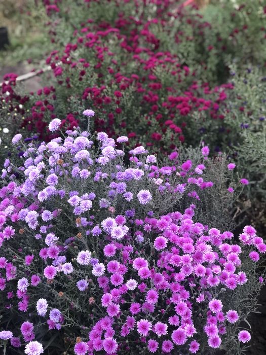 Морозець,айстра багаторічна