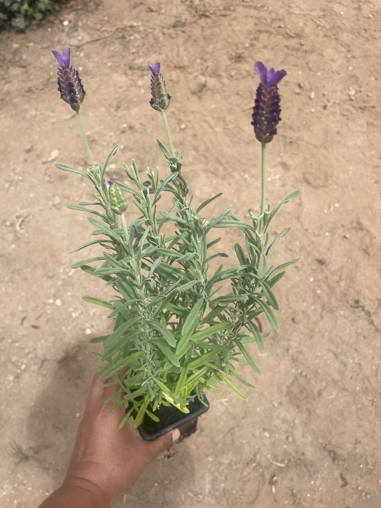 Lavandulas stoechas