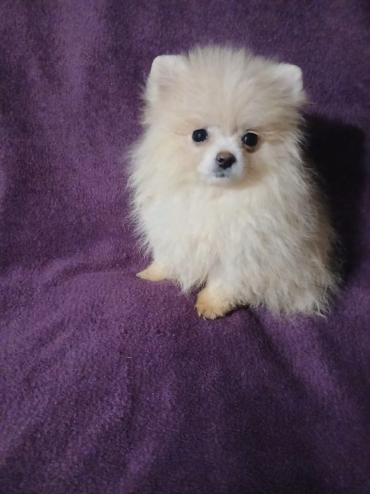 Девочка померашка