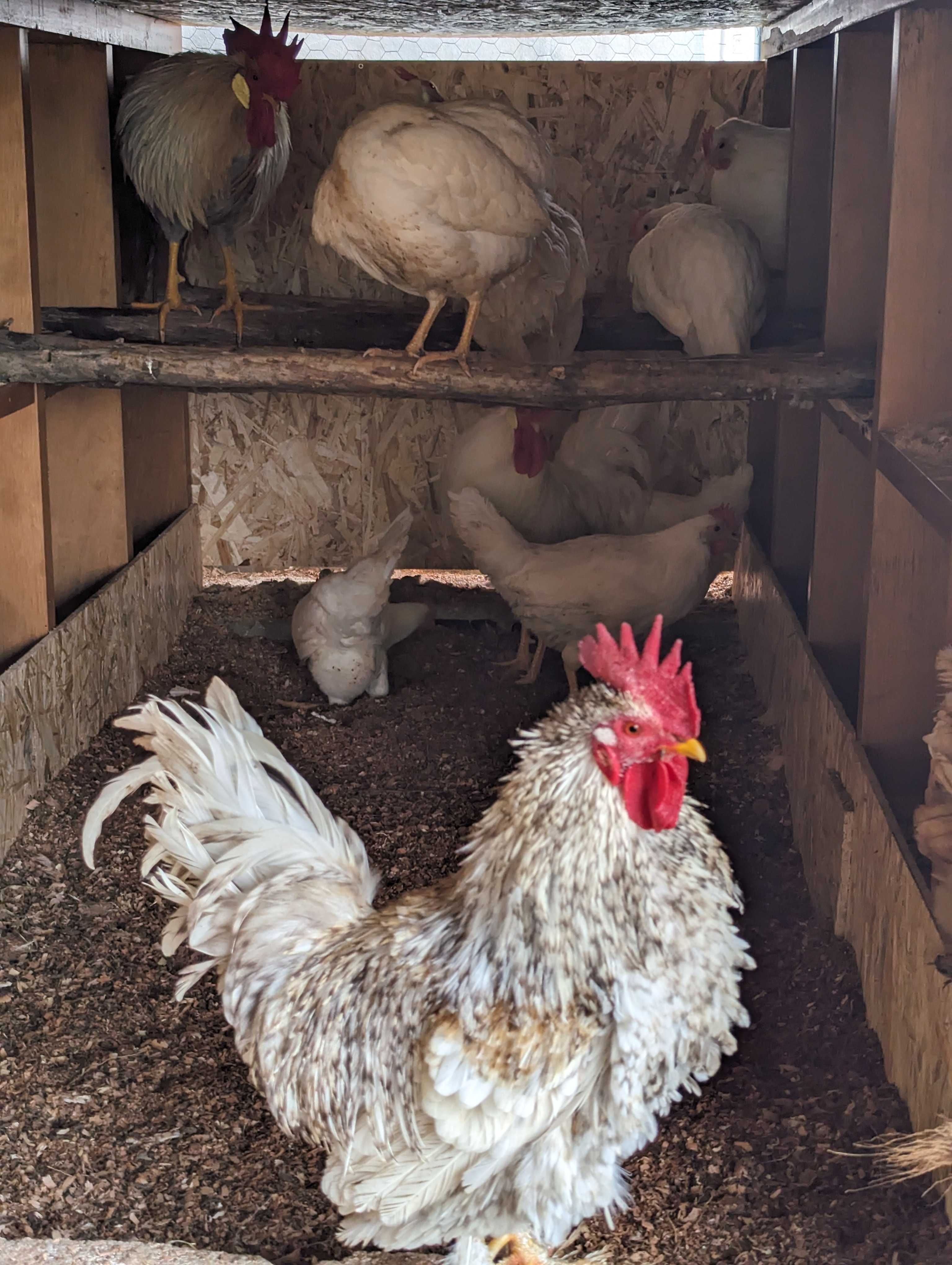 Galinhas Isa brown / Leghorn branca /Galo Frisado