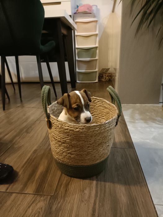 Piesek Jack Russell Terrier szczeniaki pieski i suczki